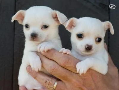 bellissimo e dolcissimo cucciolo chihuahua maschio