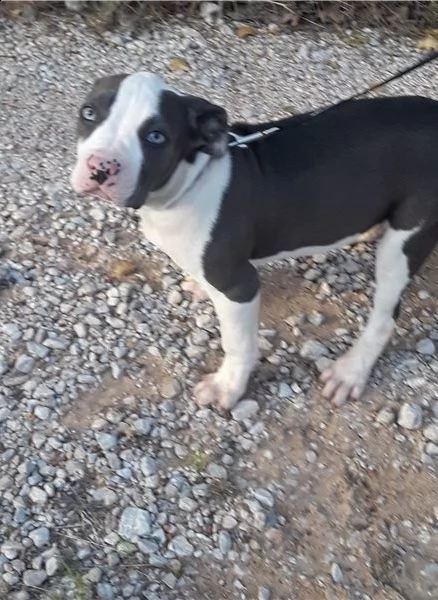 adorabili cuccioli di pitbull americano messi in adozione