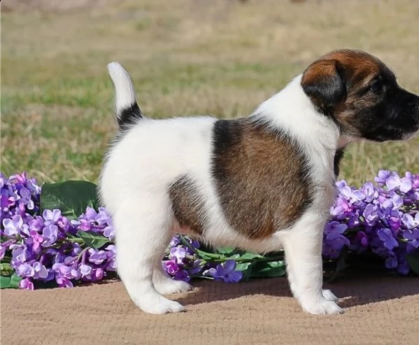 adorabili cuccioli di fox terrier messi in adozione