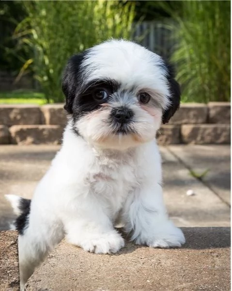 regalo cuccioli shih tzu