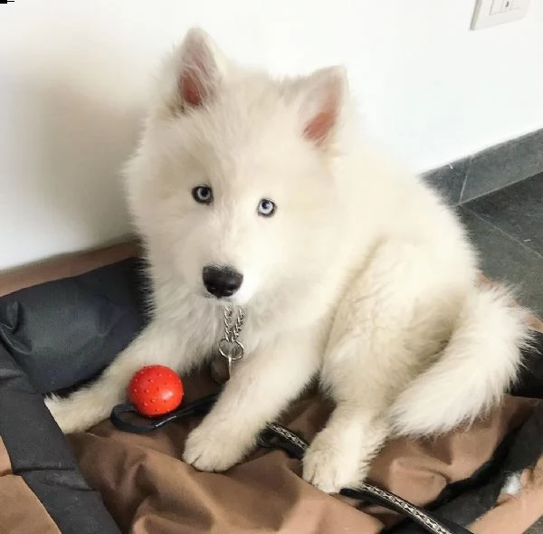 cucciolo di siberian husky bianco
