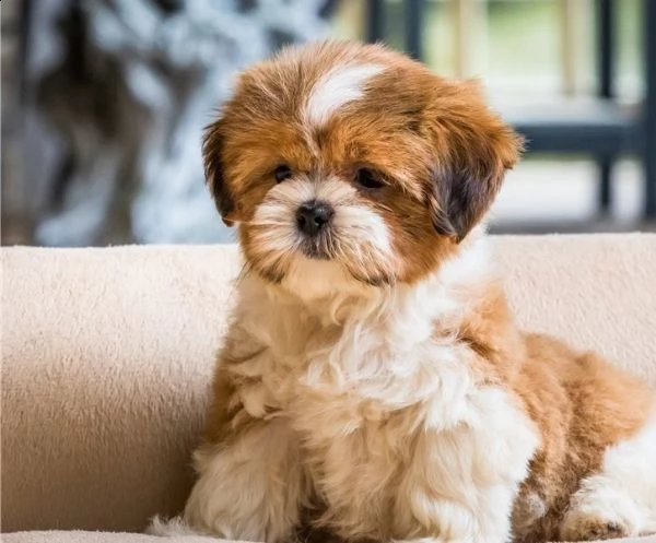 regalo cuccioli shih tzu