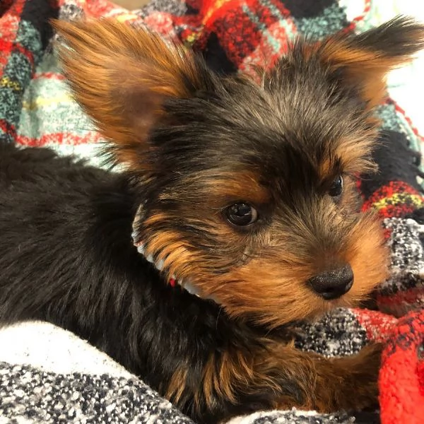 cute yorkie puppies