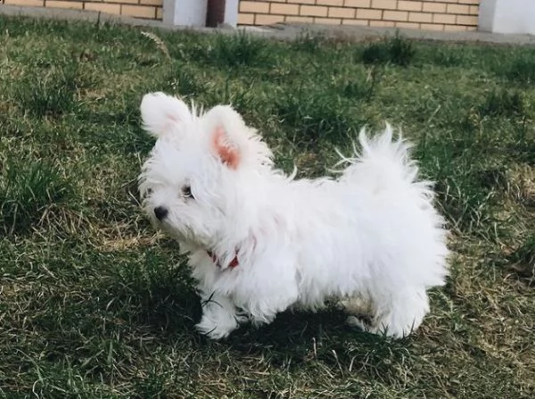  regalo maltese