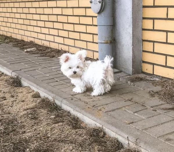  regalo maltese | Foto 0