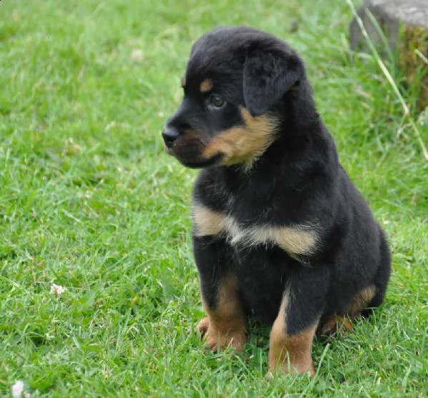 rgalo cuccioli di rottweiler. | Foto 0