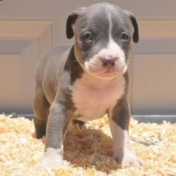 regalo disponibili cuccioli di american pitbull terrier. | Foto 0
