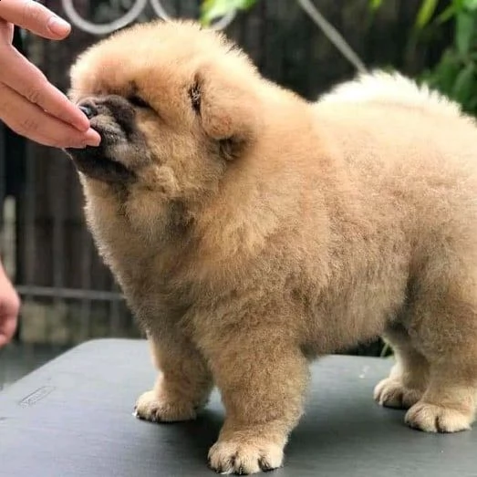 cuccioli di chow chow disponibili
