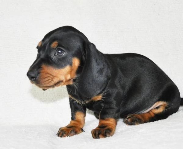 regalo adorabili cuccioli  bassotto femminucce e maschietti disponibili