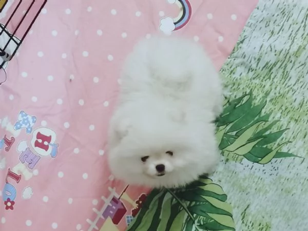 cuccioli di spitz toy