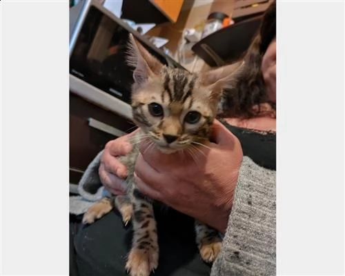 bengala gattina pedigree da riproduzione