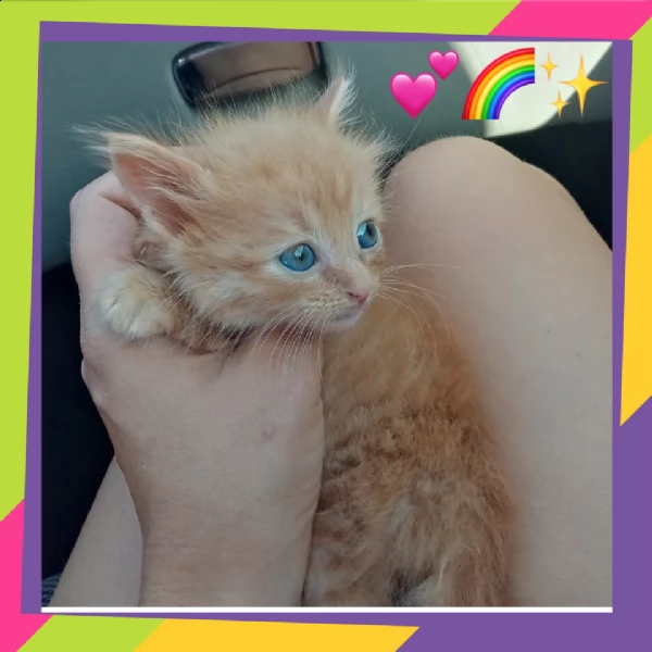 gattino incrocio maine coon completamente rosso