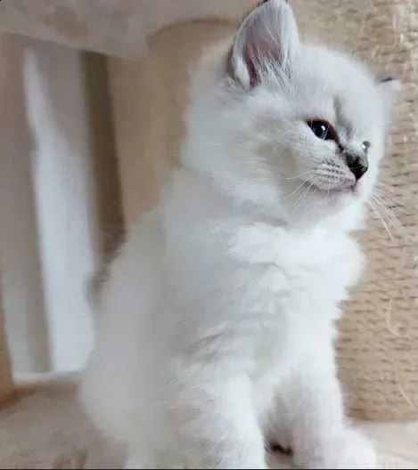 bellissimi cuccioli di ragdoll gattini