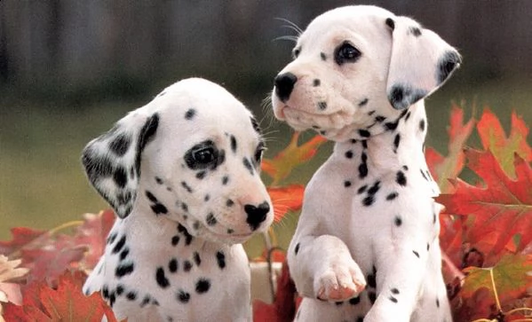 regalo cuccioli di dalmata