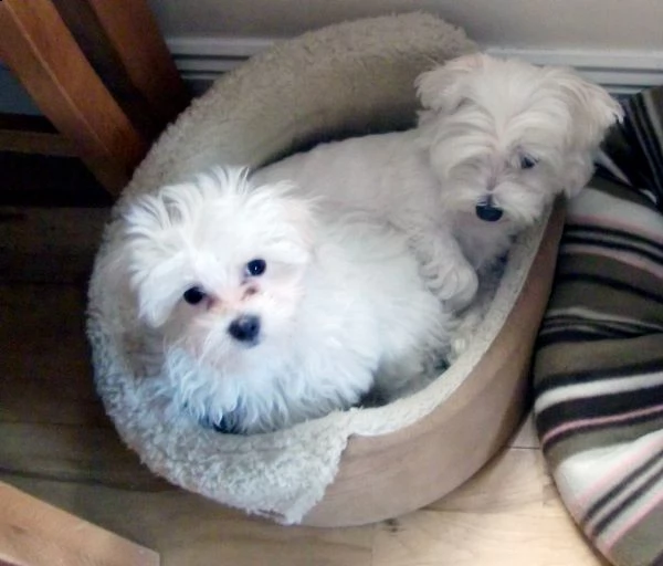 cuccioli cane maltese