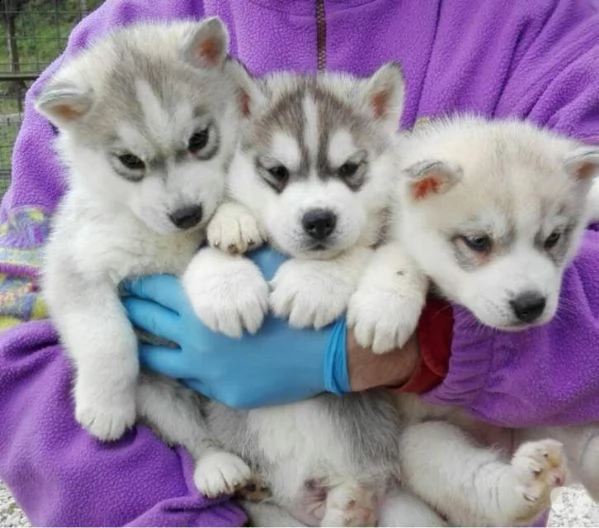 cuccioli di siberian husky