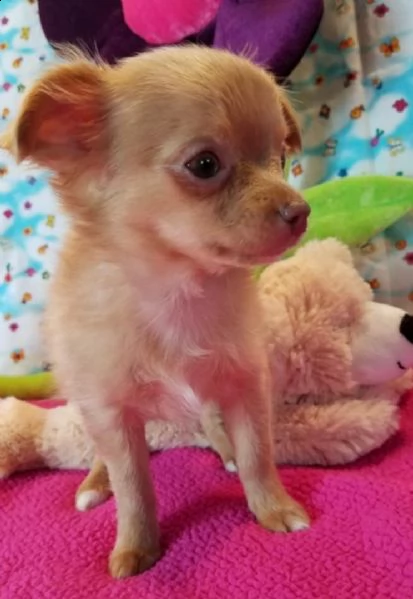 disponibili cuccioli chihuahua taglia molto piccola,vengono consegnati vaccinati con libretto
