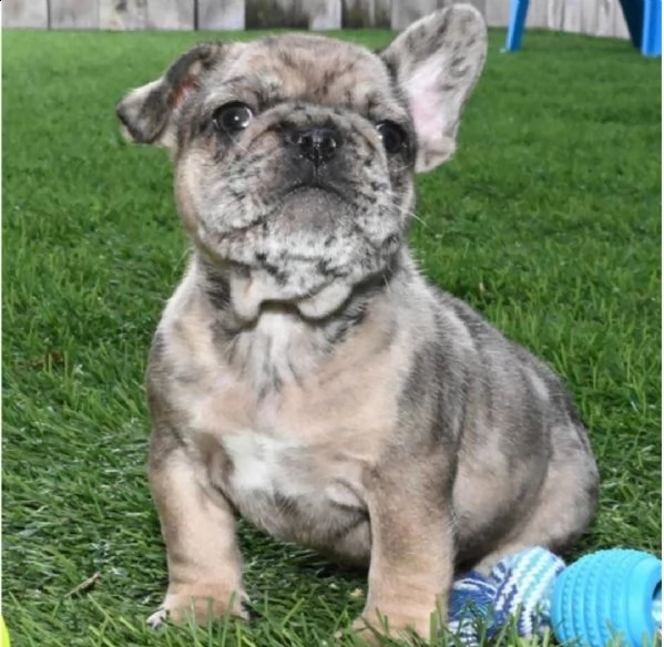 cuccioli di bulldog francesi! pronto ora! pronto per lasciare ora! rimasto solo 2 ragazze e un ragaz