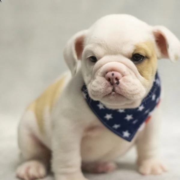 sono disponibili da subito cuccioli di bulldog inglese maschi e femmine colore bianco arancio.