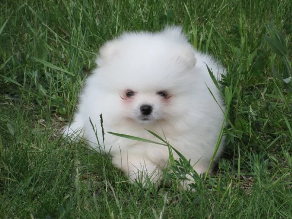 cuccioli di pomerania puro maschietto/femminuccia
