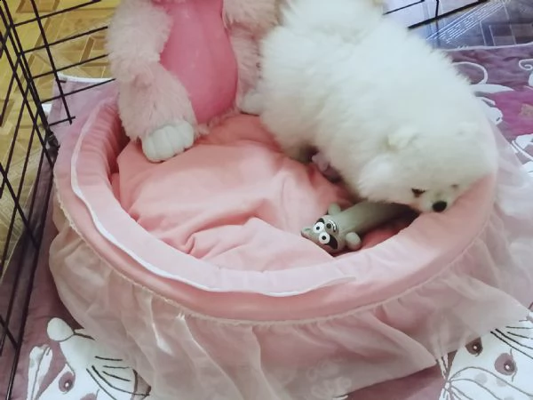 disponibili cuccioli di pomerania toy | Foto 0