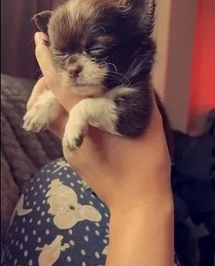 bellissimi cuccioli di chihuahua