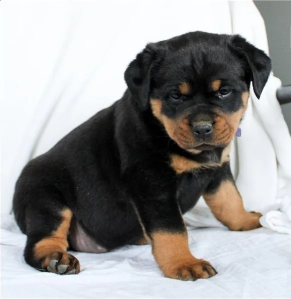 rottweiller 