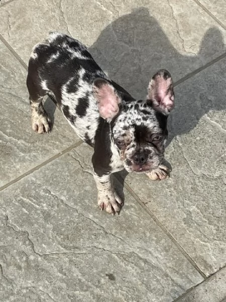 regalo bulldog frances meravigliosi