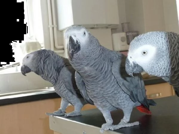 vendita pappagalli allevamento  | Foto 0