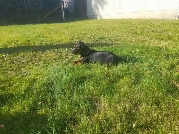 cuccioli bassotto tedesco con pedigreeigree | Foto 4