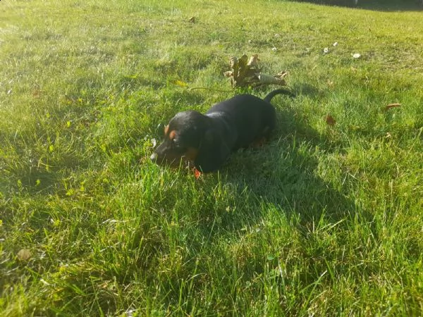 cuccioli bassotto tedesco con pedigreeigree | Foto 3