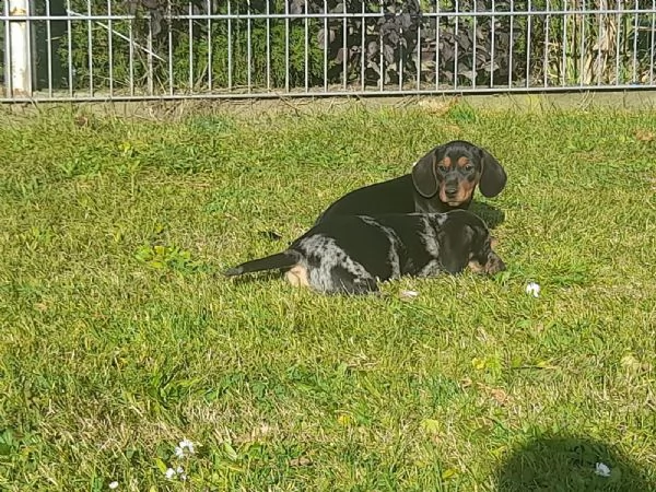 cuccioli bassotto tedesco con pedigreeigree | Foto 2