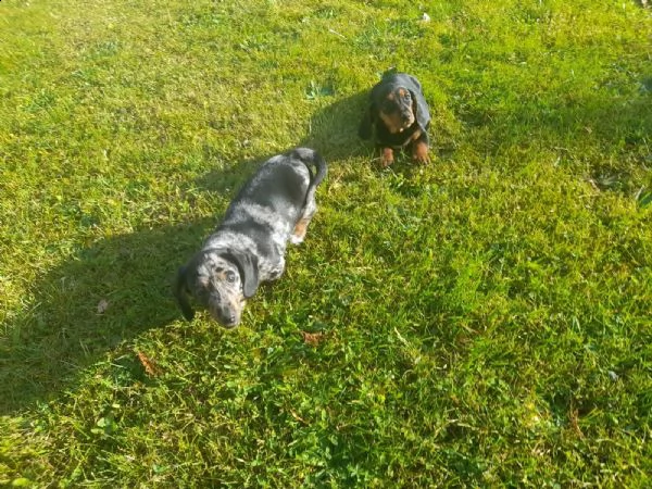 cuccioli bassotto tedesco con pedigreeigree | Foto 1