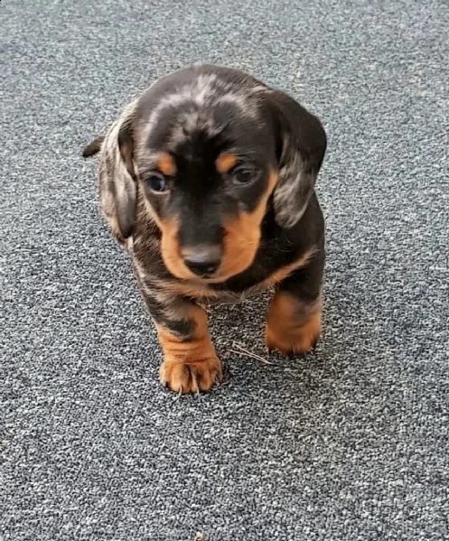 cuccioli bassotto tedesco con pedigreeigree