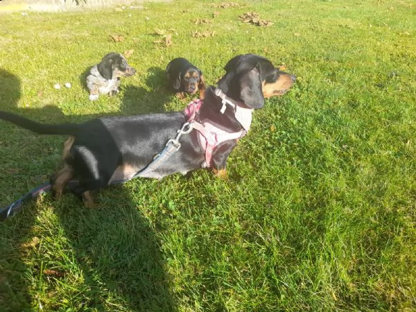 cuccioli bassotto tedesco con pedigreeigree | Foto 0