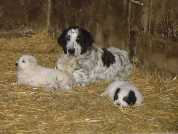 3 cuccioli cani di montagna dei pirenei | Foto 2