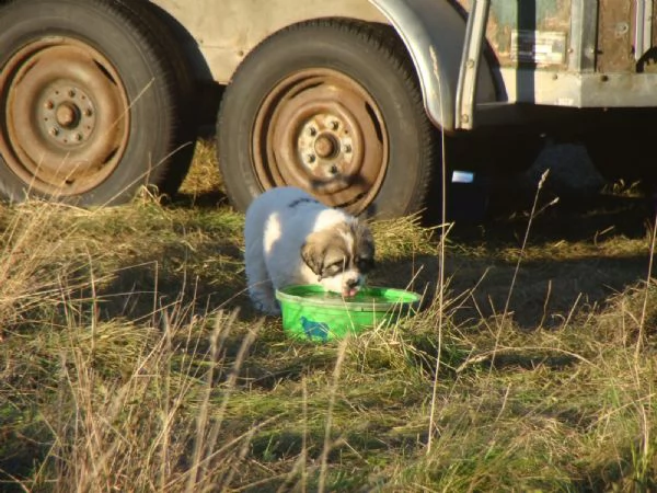 3 cuccioli cani di montagna dei pirenei | Foto 1