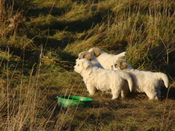 3 cuccioli cani di montagna dei pirenei