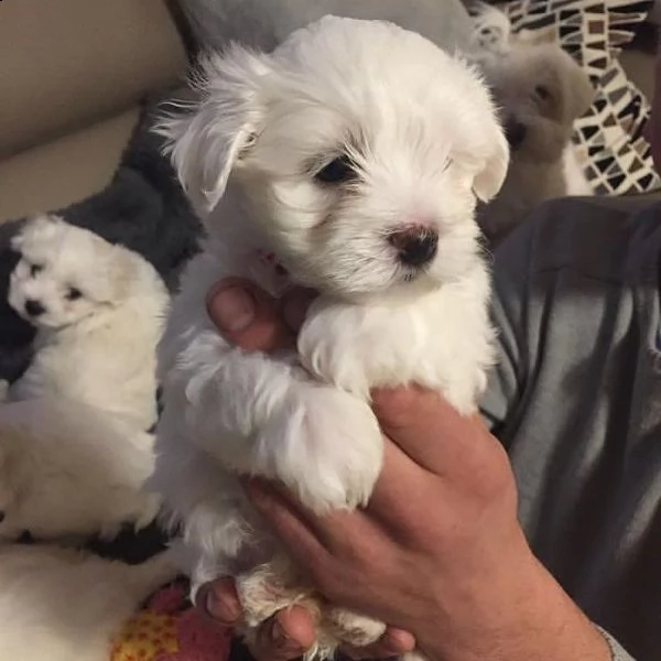 cucciole di 3 mesi maltese toy