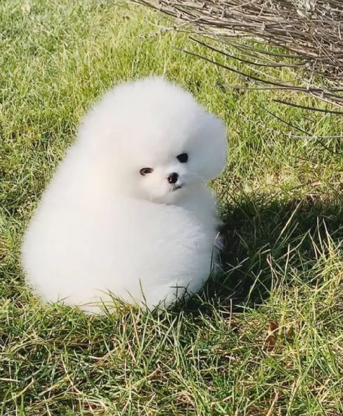 cuccioli di spitz toy