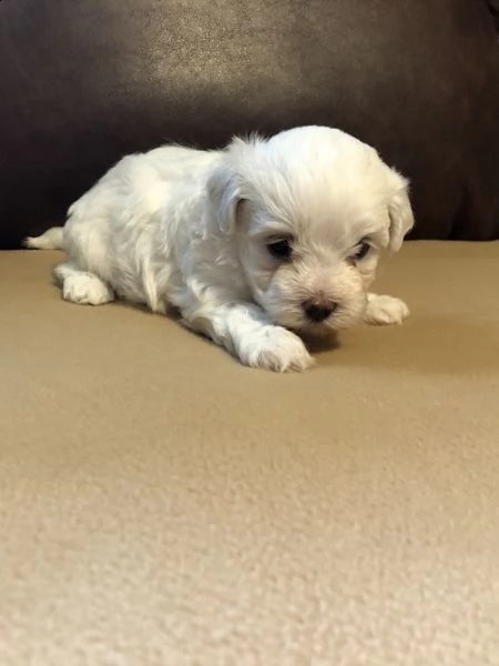 regalo adorabili cuccioli  maltese