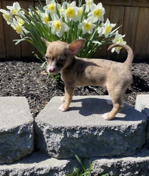 chihuahua cuccioli introvabili cuccioli di chihuahua intelligenti e dolcissimi attaccati al padrone