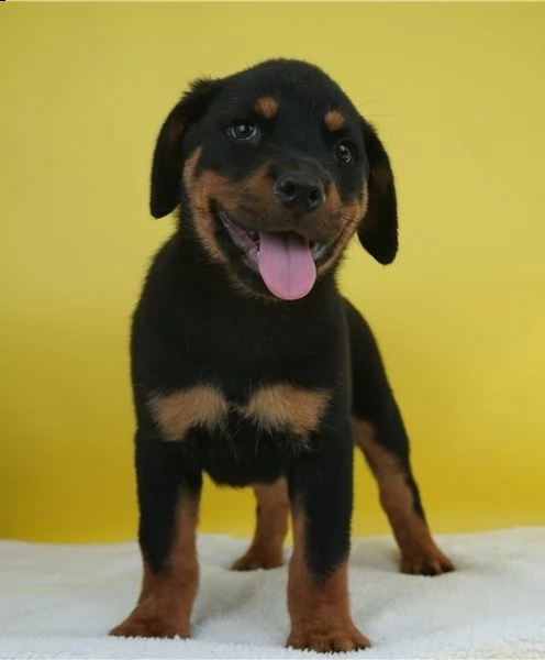 cucciolo di rottweiler giocoso pronto per un nuovo amore.