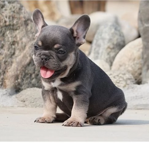 bulldog francese