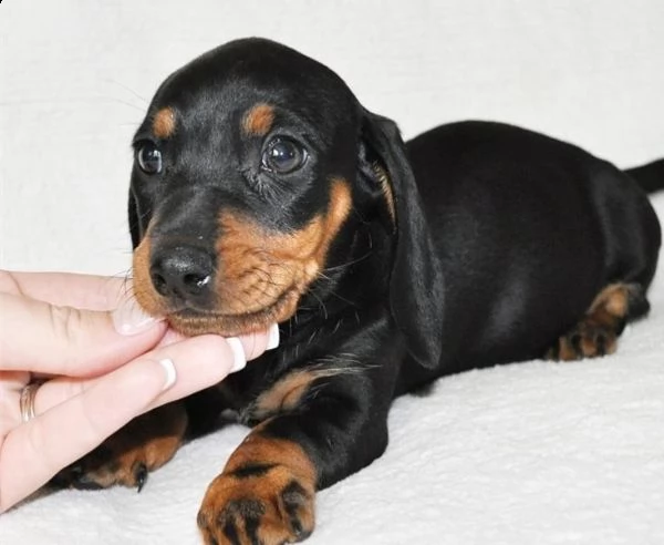 regalo adorabili cuccioli  bassotto femminucce e maschietti disponibili