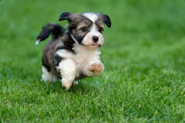 bellissimi cuccioli di havanese con pedigree