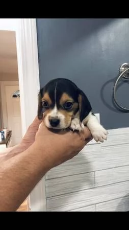 mini beagle cuccioli maschio 