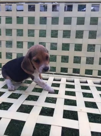 mini beagle cuccioli maschio  | Foto 3