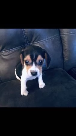 mini beagle cuccioli maschio  | Foto 2