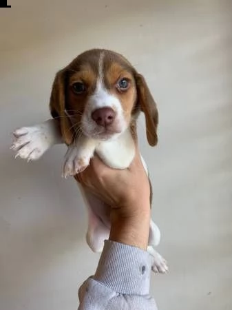 mini beagle cuccioli maschio  | Foto 1